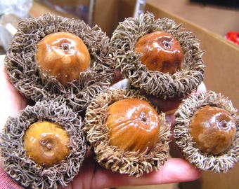 5 Giant Burr Oak acorns WITH caps for fall crafts, wreaths, accents, Real Acorns, 2367