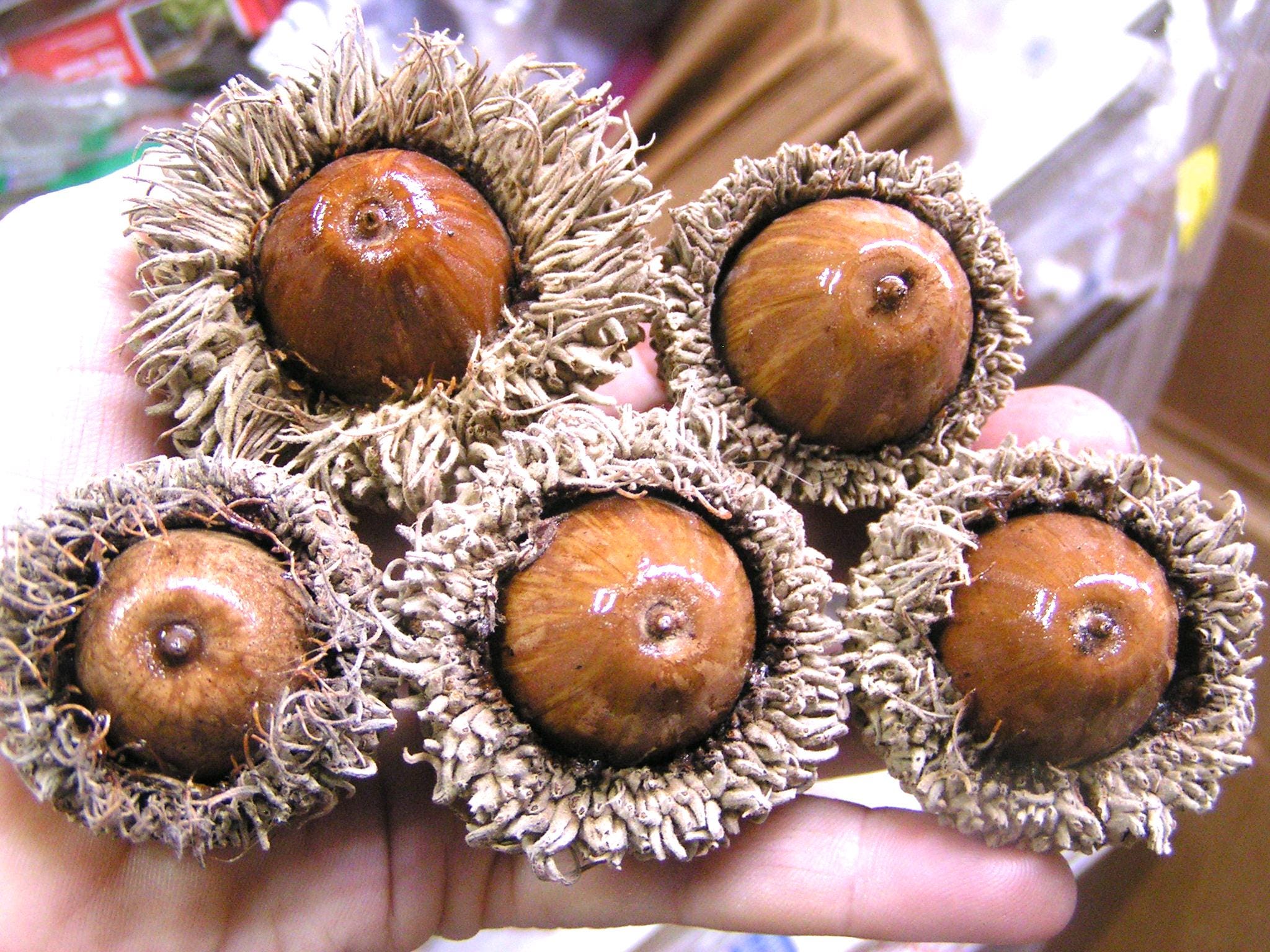 GIANT Burr Oak Acorns for fall crafts, wreaths, bowl fillers, accents, set 2