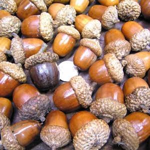 48 glands séchés Avec capuchons pour travaux manuels d'automne, Vrais glands, Finition polie naturelle, SANS fissures TX