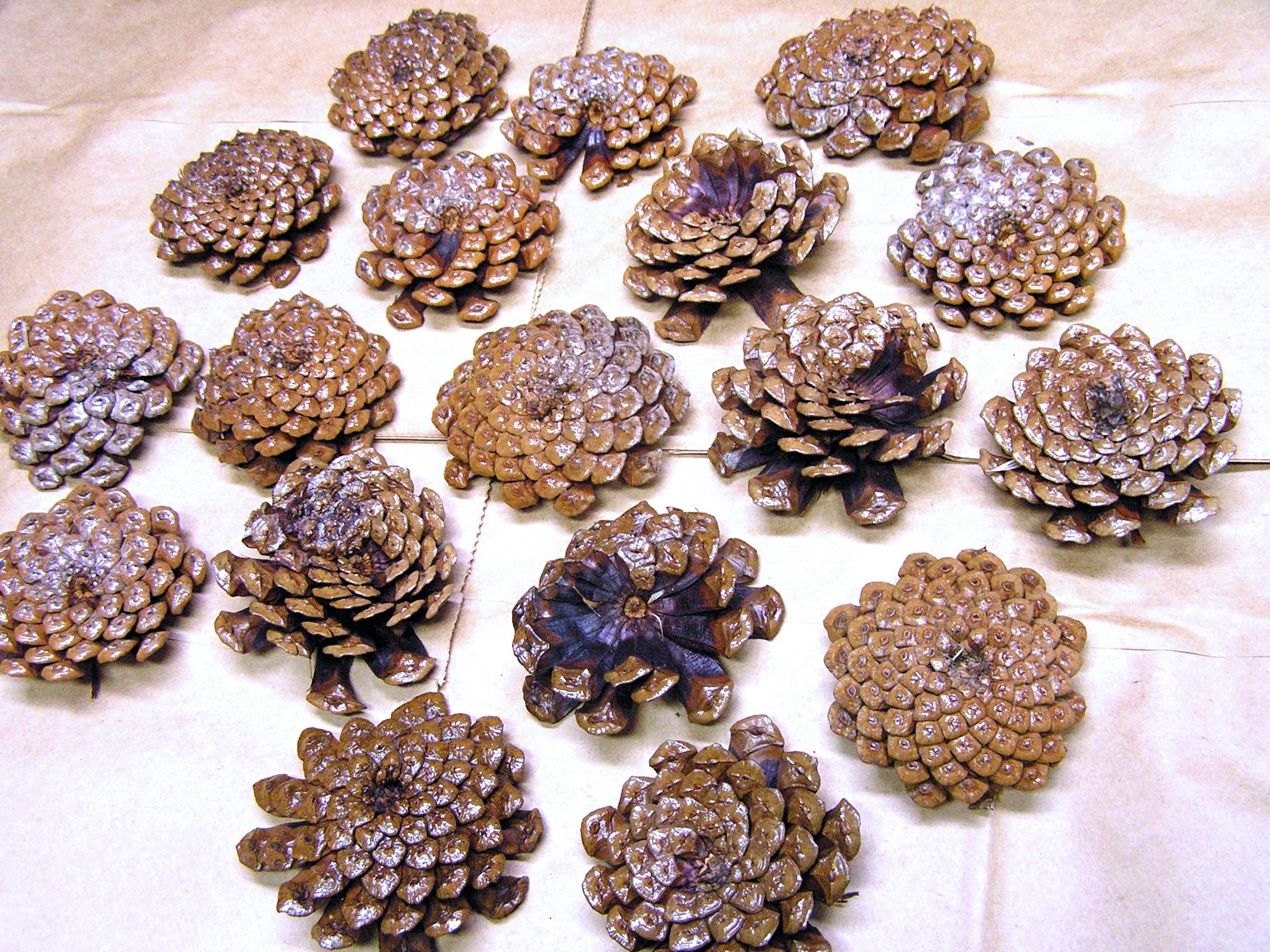 Small pine cones- 100 each order