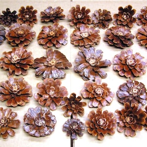 May include: A collection of thirty-three brown pine cones arranged in a grid pattern. Each pine cone is open, displaying a woody, layered structure with a central core. The cones vary slightly in size and shape, showing natural textures and tones.