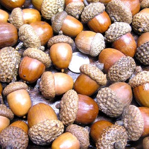 48 dried acorns With caps for fall crafts, Real acorns,  Natural buffed finish, NO cracks set R