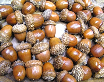 48 oak tree acorns With caps for fall crafts, Real acorns,  Natural buffed finish, NO cracks set 11