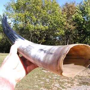 May include: A large, dark brown and white cow horn, with a smooth, polished finish. The horn is held by a hand, with the open end of the horn facing the camera.