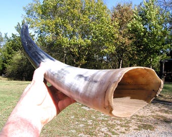 LARGE longhorn steer horn for handles, cuffs, jewelry, projects, crafts, 2983