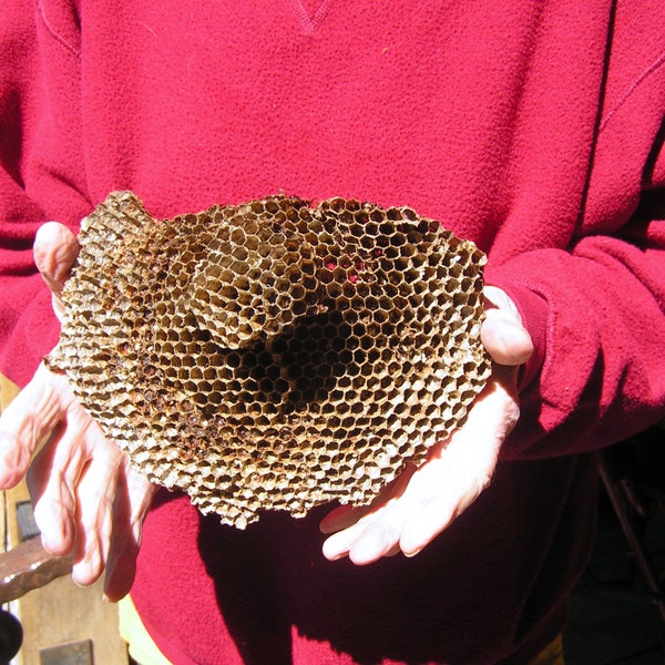 LARGE DOUBLE decker wasp nest, paper wasp nest, bee nest, hornet's nest