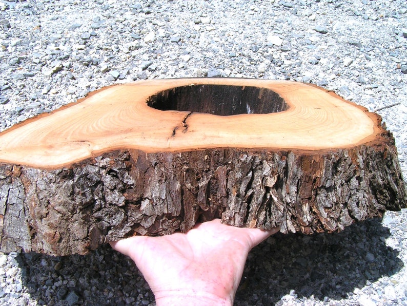 Live Edge Pecan Round Wood Slab for Carving Wood Burning Etsy