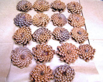 EIGHTEEN Pine cone flowers, Texas pine cone slices for crafting, zinnia flowers for crafts, flowers, wreaths, set LNK