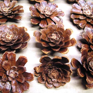 Puede incluir: Una colecci&oacute;n de pi&ntilde;as marrones dispuestas en filas, cada una con una forma plana similar a una flor con escamas le&ntilde;osas en capas que irradian desde un punto central. La textura natural de las escamas es visible con un acabado marr&oacute;n oscuro.