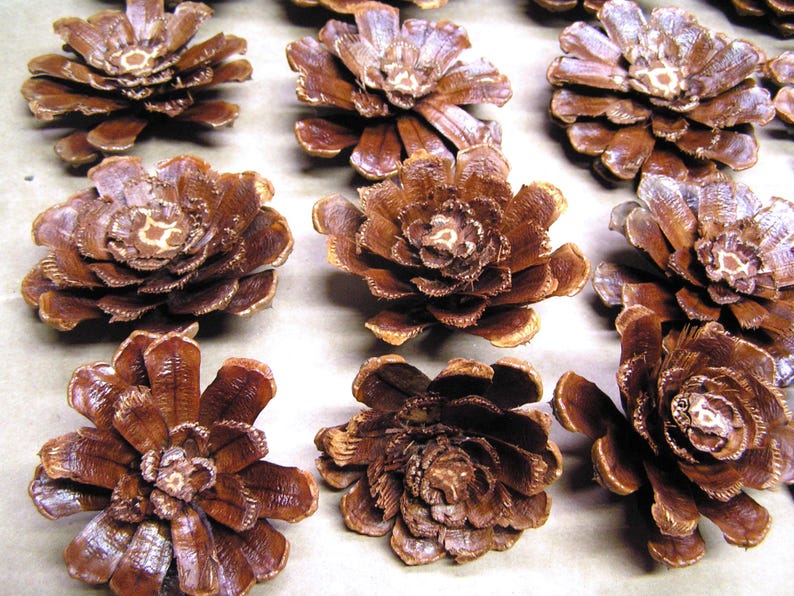 Puede incluir: Una colecci&oacute;n de pi&ntilde;as marrones dispuestas en filas, cada una con una forma plana similar a una flor con escamas le&ntilde;osas en capas que irradian desde un punto central. La textura natural de las escamas es visible con un acabado marr&oacute;n oscuro.