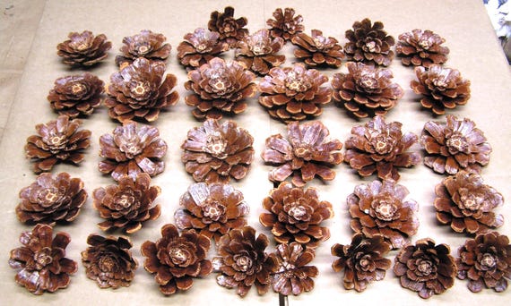 THIRTY FIVE Pine cone flowers, slices and zinnia daisy pinecone pieces for crafts, wreaths, flowers, crafting, set number 3