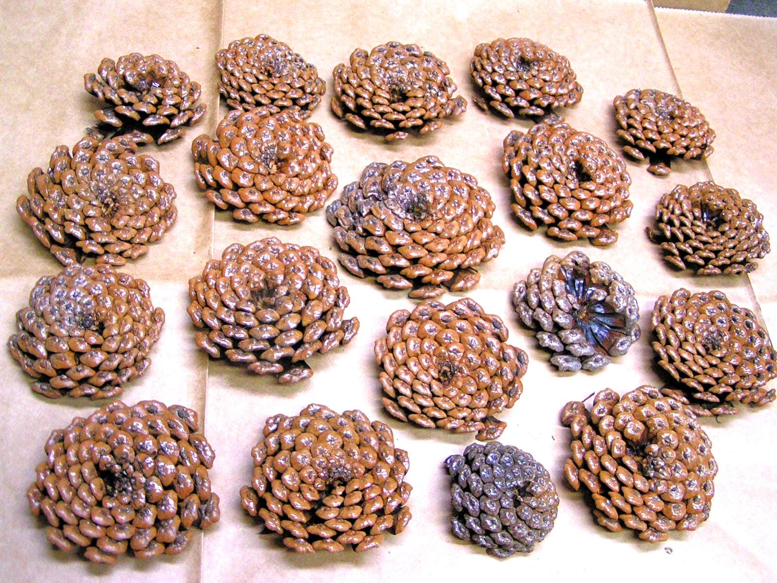 TWENTY Pine cone flowers, Texas pine cone slices for crafting, zinnia flowers for crafts, flowers, wreaths set 15