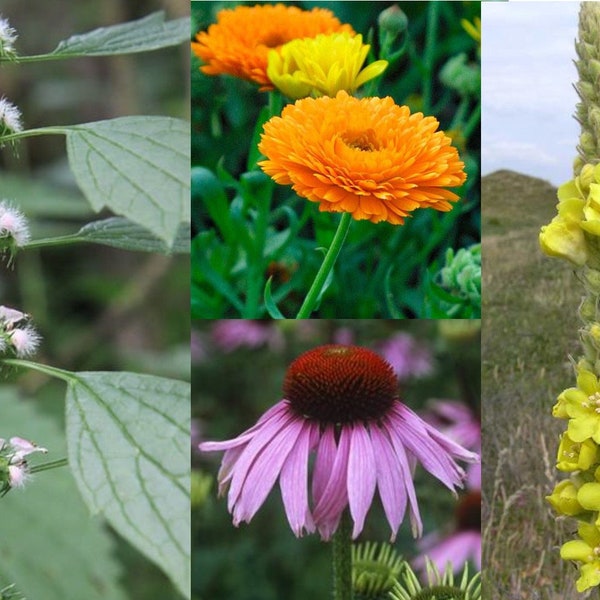 Heilkräuter Samen Set - Bio - Ringelblume, Königskerze, Mutterkraut, Echinacea