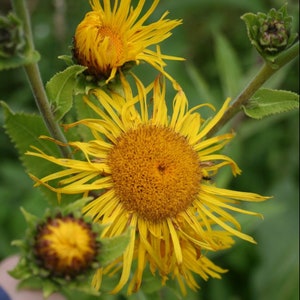 Semillas de Helenio Orgánicas - Inula helenium - 50 semillas