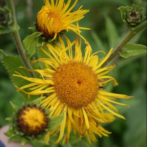 Bio Samen von Elecampagne - Inula helenium - 50 Samen