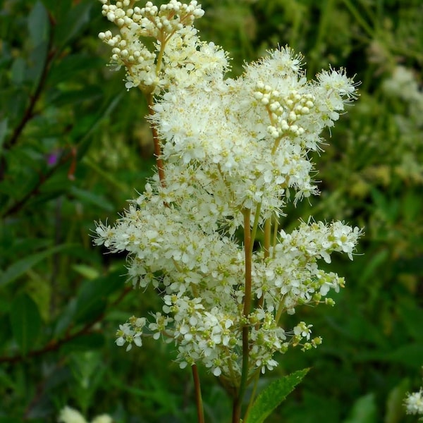 Meadowsweet Seeds - Filipendula ulmaria - Wild Harvested - approx 500 seeds