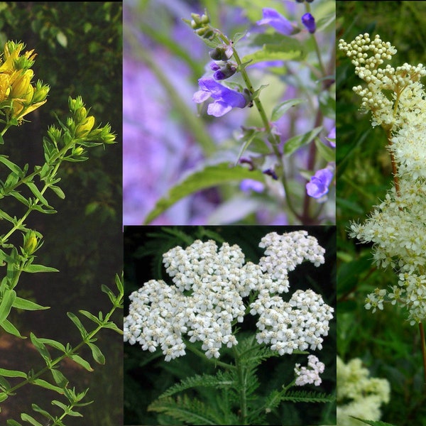 Medicinal Herb Seed Set - Organic/Wild - Yarrow, St. John's Wort, Meadowsweet, Skullcap