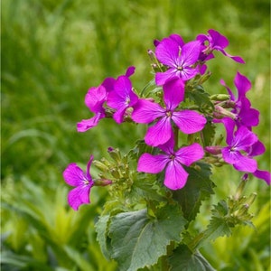 Honesty Seeds - Organically grown - Lunaria annua - 25 seeds