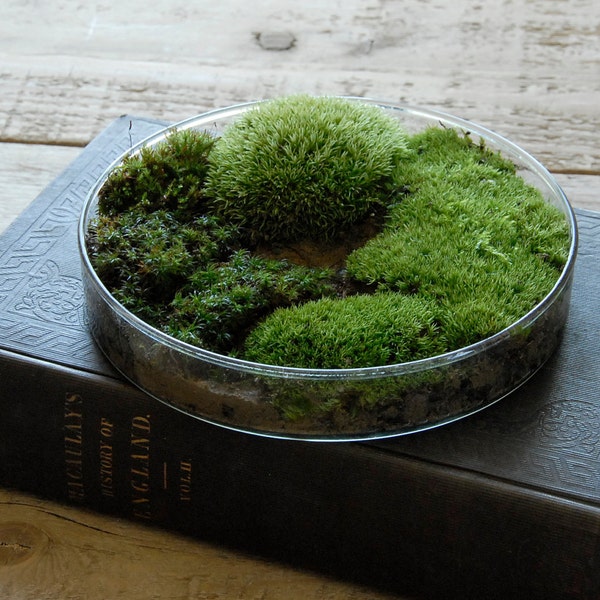 Moss Petri Dish Terrarium - Science Gift for Men & Women, Spring Nature Decor, Easter Gift for Gardeners