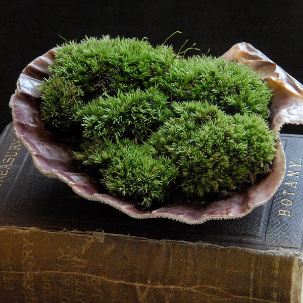 Beach Decor for Home or Office, Holiday Gift for Mom - Moss Terrarium in Scallop Shell