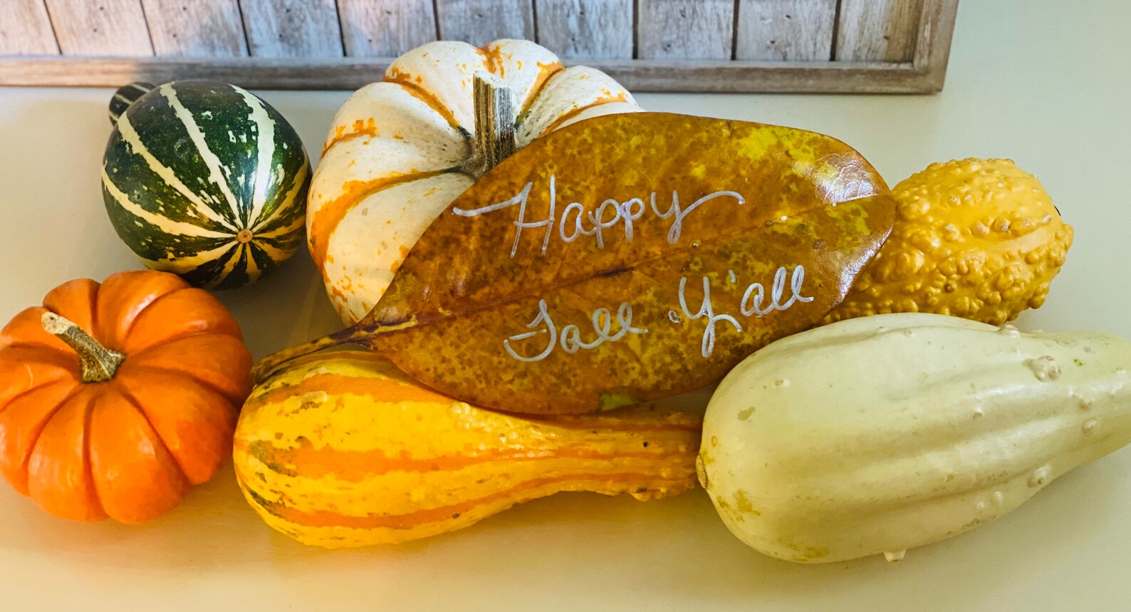 Carolina Magnolia Large Leaves for Crafting & Decorating Etsy