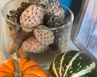 Carolina Magnolia Seed Pods for Crafting & Decorating - Small