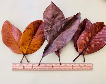 Carolina Magnolia Large Leaves for Crafting & Decorating