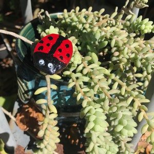 May include: A red and black ladybug painted on a rock with white googly eyes. The ladybug is sitting on a green succulent plant.