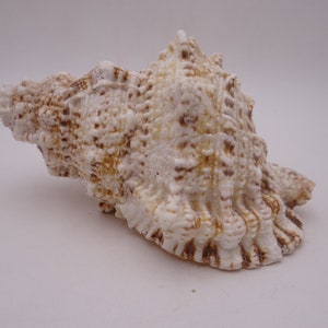 Vintage 6 3/4&quot;  Horse Conch Hermit Shell
