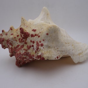Vintage Large Queen Conch Shell