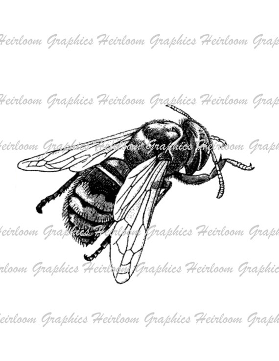 Vintage Bee s Black And White Art Antique Honey Bee Etsy