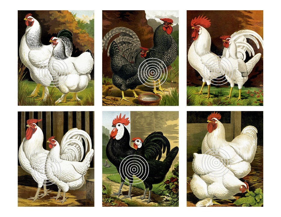 Chicken Download Vintage Chicken Rooster Digital Download - Etsy