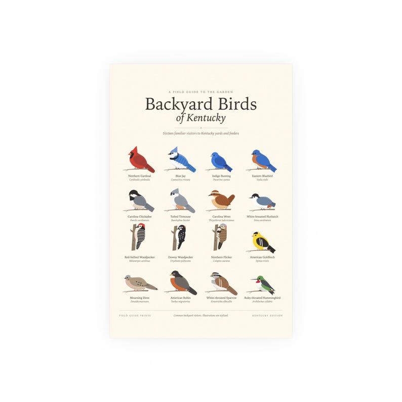 Gartenvögel Kentuckys – Poster, Bestimmungstabelle mit lateinischen Namen, Wandbild Bild 1