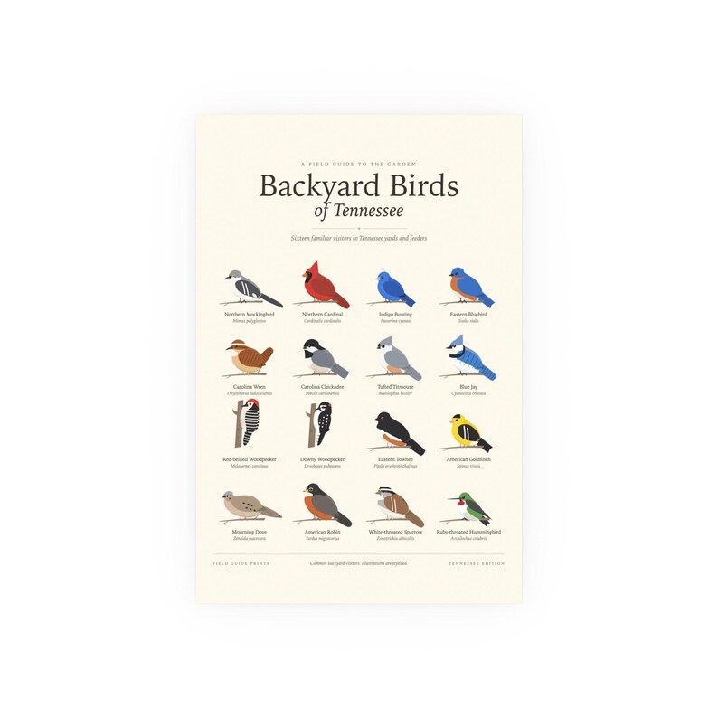 Backyard Birds of Tennessee Poster Print, Identification Chart with Latin Names, Wall Art image 1