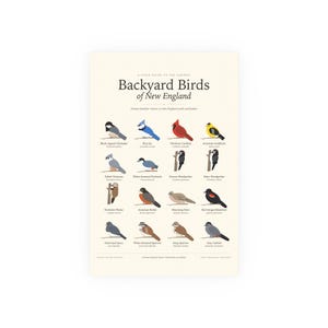 Poster met afbeeldingen van tuinvogels uit New England, identificatiekaart met Latijnse namen, wanddecoratie