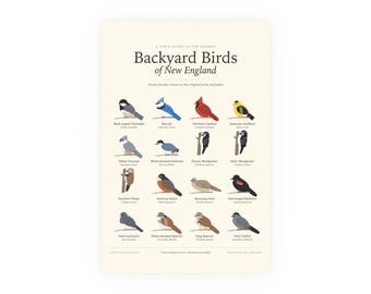 Backyard Birds of New England Poster Print, Identification Chart with Latin Names, Wall Art