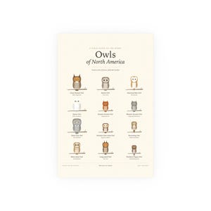 Owls of North America Poster Print, Identification Chart with Latin Names, Wall Art image 1