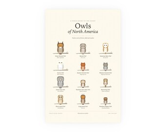 Owls of North America Poster Print, Identification Chart with Latin Names, Wall Art