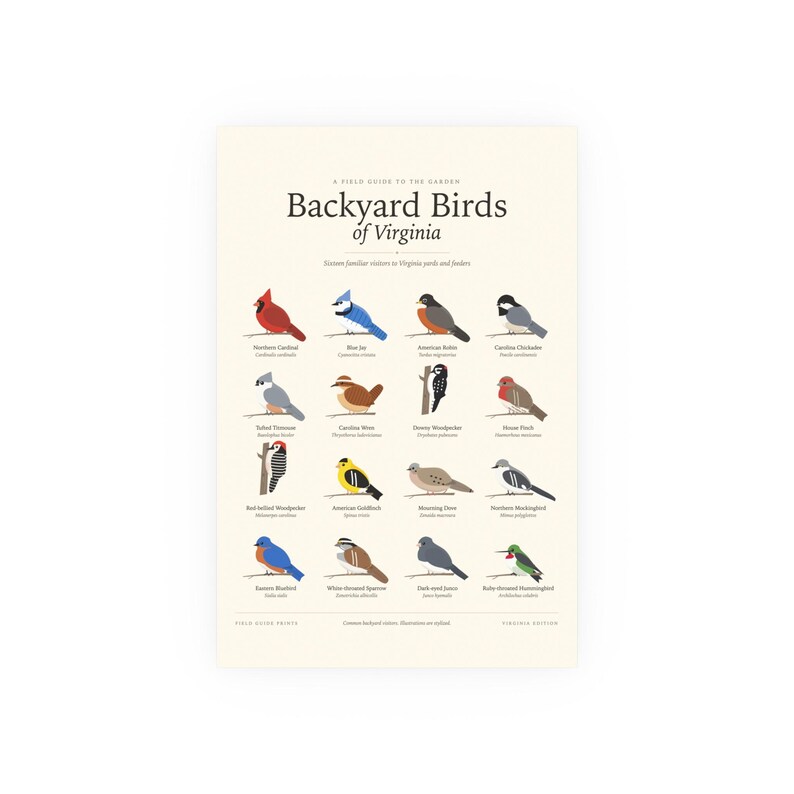 Backyard Birds of Virginia Poster Print, Identification Chart with Latin Names, Wall Art image 1