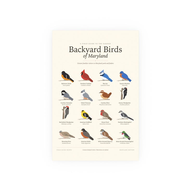 Poster met afbeeldingen van tuinvogels in Maryland, identificatiekaart met Latijnse namen, wanddecoratie afbeelding 1