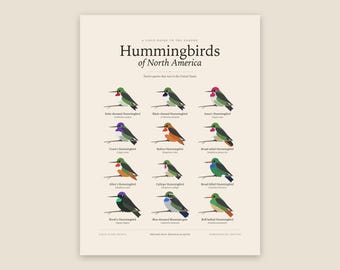 Hummingbirds of North America Printable Wall Art, Identification Chart with Latin Names, Digital Download