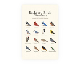 Backyard Birds of Massachusetts Poster Print, Identification Chart with Latin Names, Wall Art