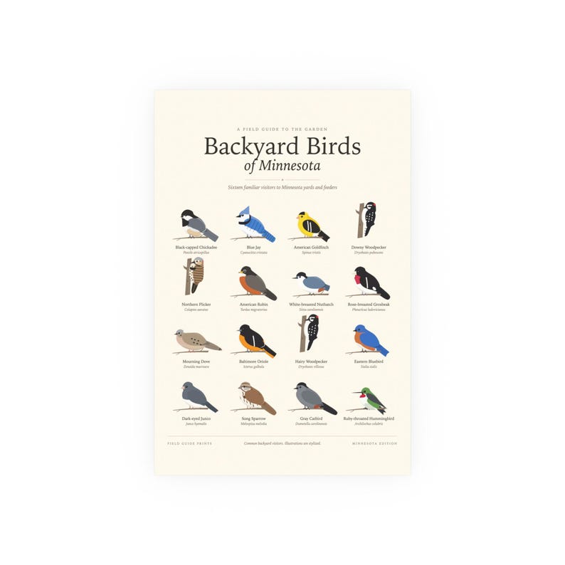 Backyard Birds of Minnesota Poster Print, Identification Chart with Latin Names, Wall Art image 1