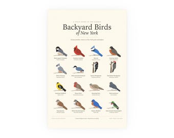 Backyard Birds of New York Poster Print, Identification Chart with Latin Names, Wall Art