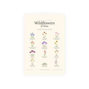 Poster „Wildblumen von Texas“, Bestimmungstabelle der Lupine mit lateinischen Namen, Wandbild Bild 1