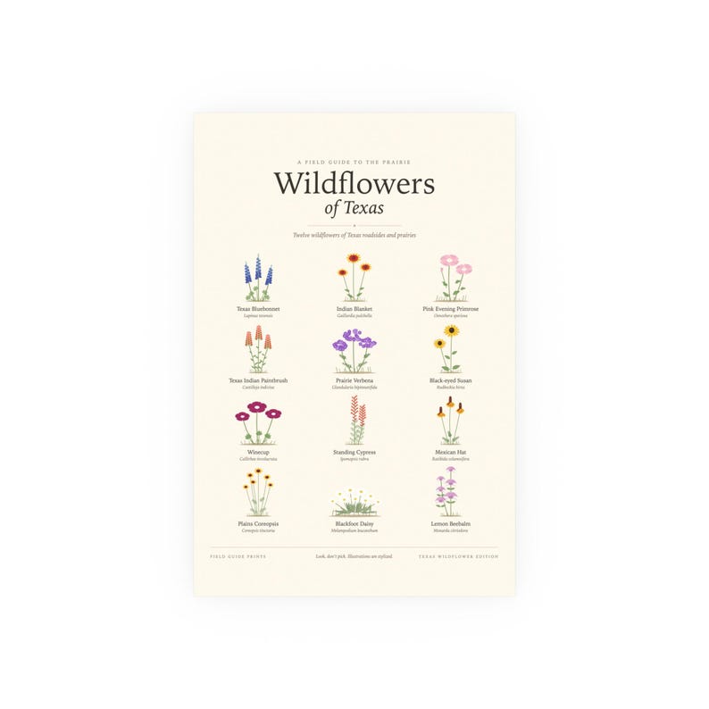 Poster „Wildblumen von Texas“, Bestimmungstabelle der Lupine mit lateinischen Namen, Wandbild Bild 1