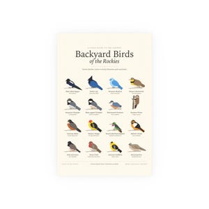 Poster met afbeeldingen van vogels uit de Rocky Mountains, identificatiekaart voor de achtertuin met Latijnse namen, wanddecoratie