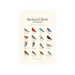 Backyard Birds of Louisiana Poster Print, Identification Chart with Latin Names, Wall Art image 1