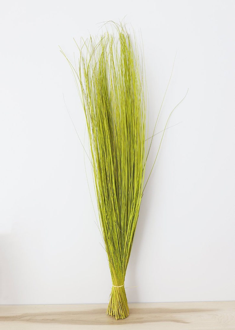 Green Preserved Bright Tall Grass 36 40" Tall green preserved bright tall grass 36 40