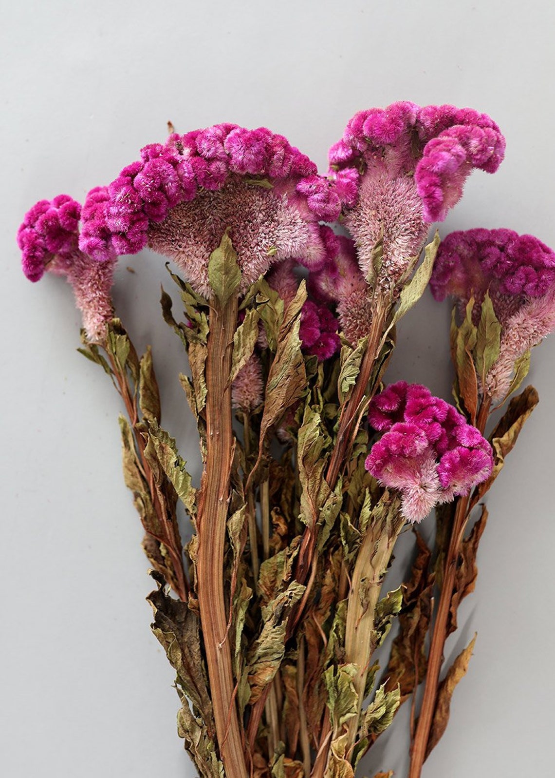 Dried Celosia Cockscomb in Rose 20-24 Tall | Etsy